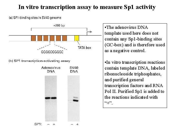 In vitro transcription assay to measure Sp 1 activity • The adenovirus DNA template