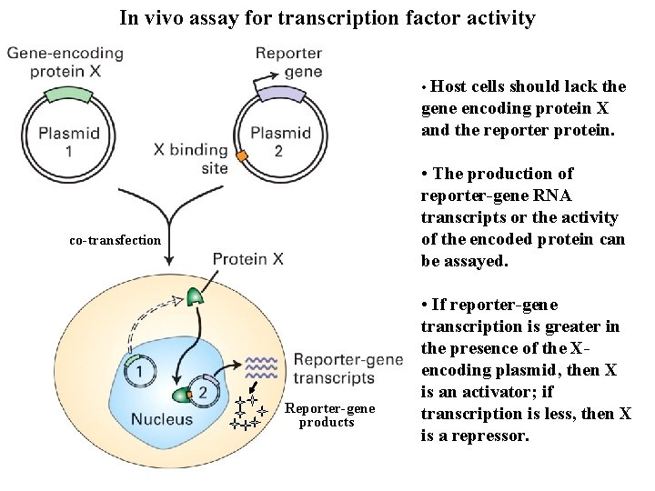 In vivo assay for transcription factor activity • Host cells should lack the gene