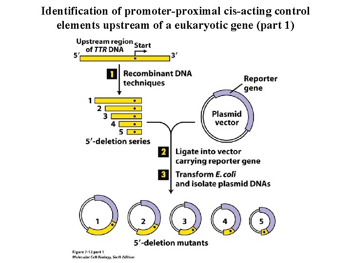 Identification of promoter-proximal cis-acting control elements upstream of a eukaryotic gene (part 1) 