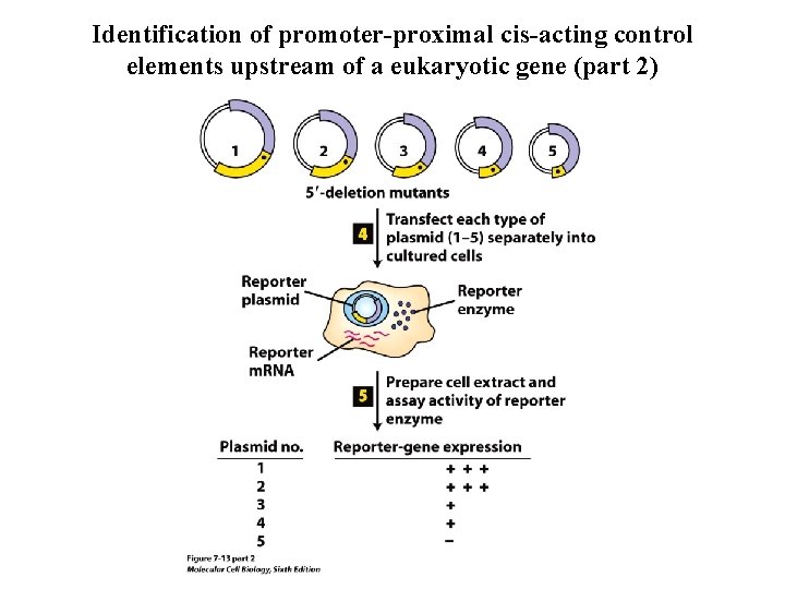 Identification of promoter-proximal cis-acting control elements upstream of a eukaryotic gene (part 2) 
