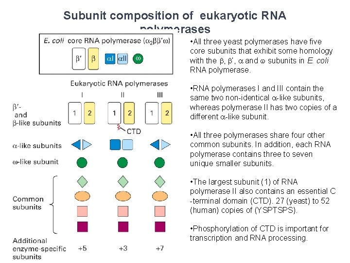 Subunit composition of eukaryotic RNA polymerases • All three yeast polymerases have five core