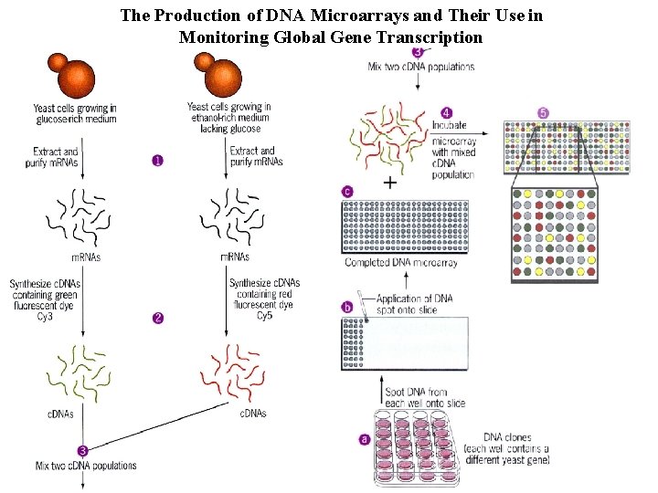 The Production of DNA Microarrays and Their Use in Monitoring Global Gene Transcription 