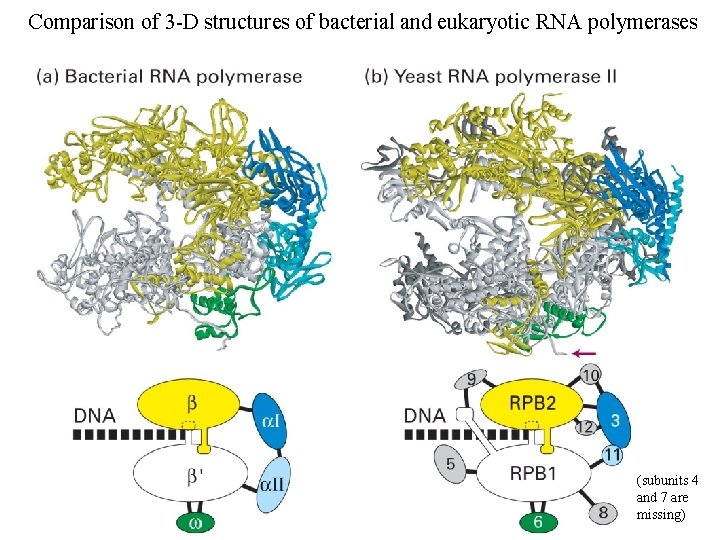 Comparison of 3 -D structures of bacterial and eukaryotic RNA polymerases (subunits 4 and