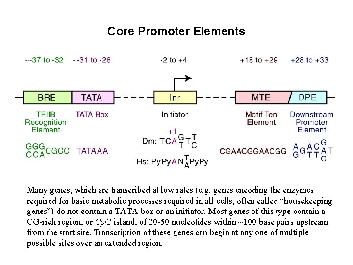 Core Promoter Elements Many genes, which are transcribed at low rates (e. g. genes