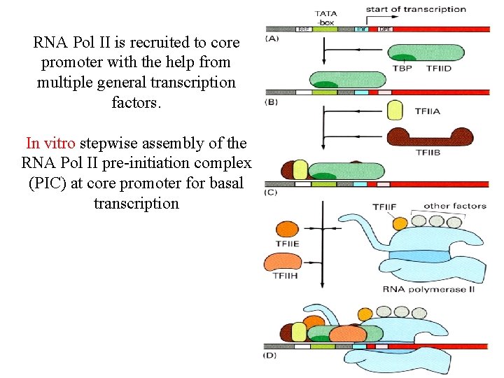 RNA Pol II is recruited to core promoter with the help from multiple general