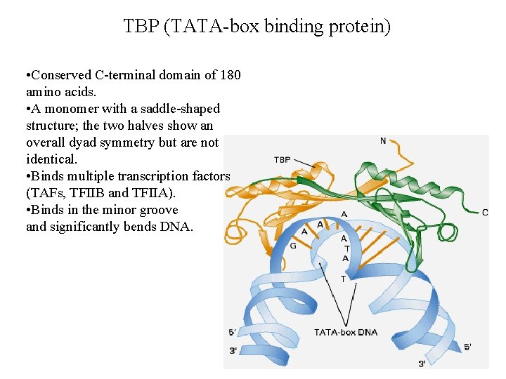 TBP (TATA-box binding protein) • Conserved C-terminal domain of 180 amino acids. • A