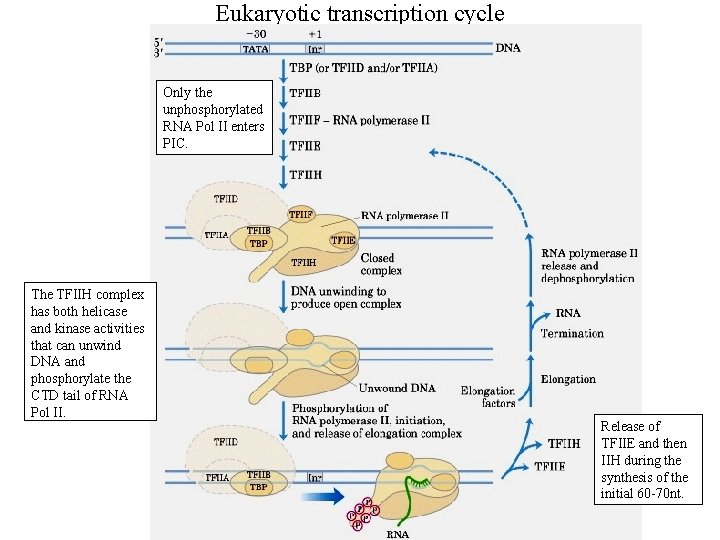Eukaryotic transcription cycle Only the unphosphorylated RNA Pol II enters PIC. The TFIIH complex