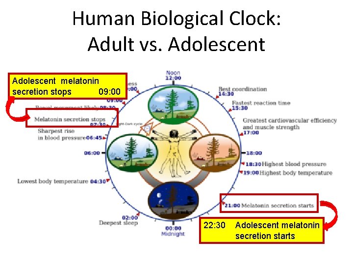 Human Biological Clock: Adult vs. Adolescent melatonin secretion stops 09: 00 22: 30 Adolescent