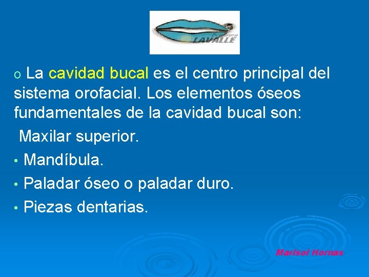 o La cavidad bucal es el centro principal del sistema orofacial. Los elementos óseos