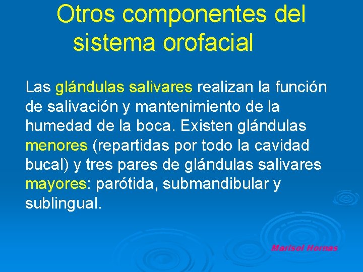 Otros componentes del sistema orofacial Las glándulas salivares realizan la función de salivación y