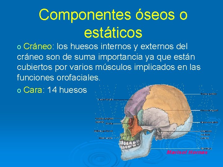 Componentes óseos o estáticos o Cráneo: los huesos internos y externos del cráneo son