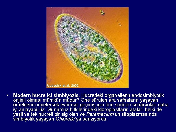 Audesirk et al. 2002 • Modern hücre içi simbiyozis. Hücredeki organellerin endosimbiyotik orijinli olması