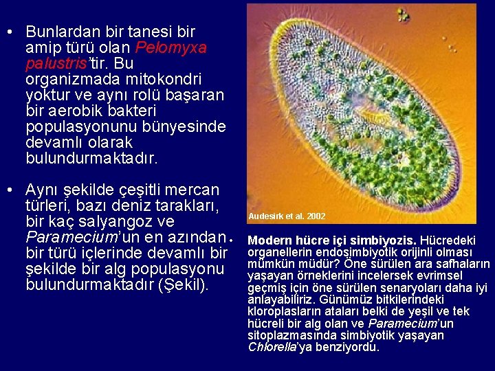  • Bunlardan bir tanesi bir amip türü olan Pelomyxa palustris’tir. Bu organizmada mitokondri