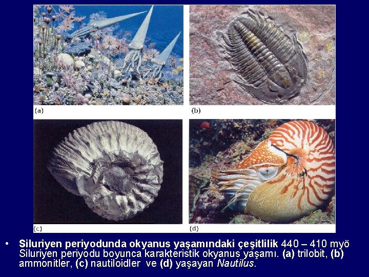  • Siluriyen periyodunda okyanus yaşamındaki çeşitlilik 440 – 410 myö Siluriyen periyodu boyunca