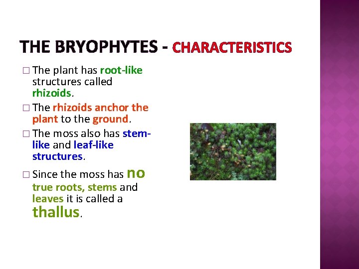 THE BRYOPHYTES - CHARACTERISTICS � The plant has root-like structures called rhizoids. � The