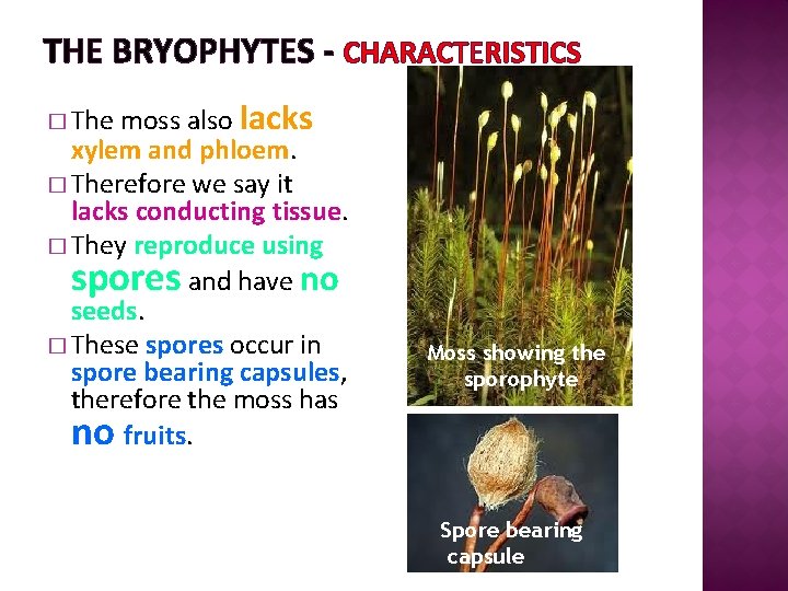 THE BRYOPHYTES - CHARACTERISTICS moss also lacks xylem and phloem. � Therefore we say