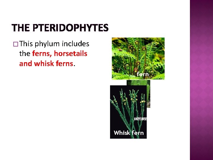 THE PTERIDOPHYTES � This phylum includes the ferns, horsetails and whisk ferns. fern Horsetail