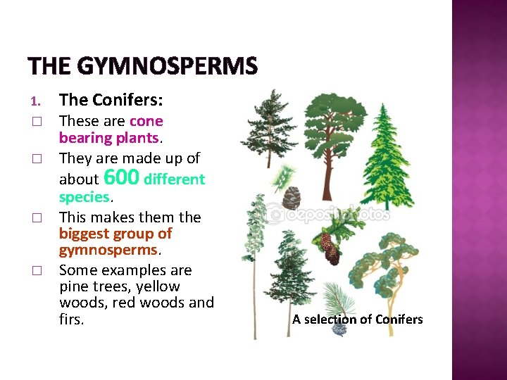 THE GYMNOSPERMS 1. � � The Conifers: These are cone bearing plants. They are