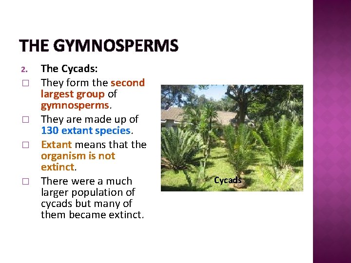 THE GYMNOSPERMS 2. � � The Cycads: They form the second largest group of