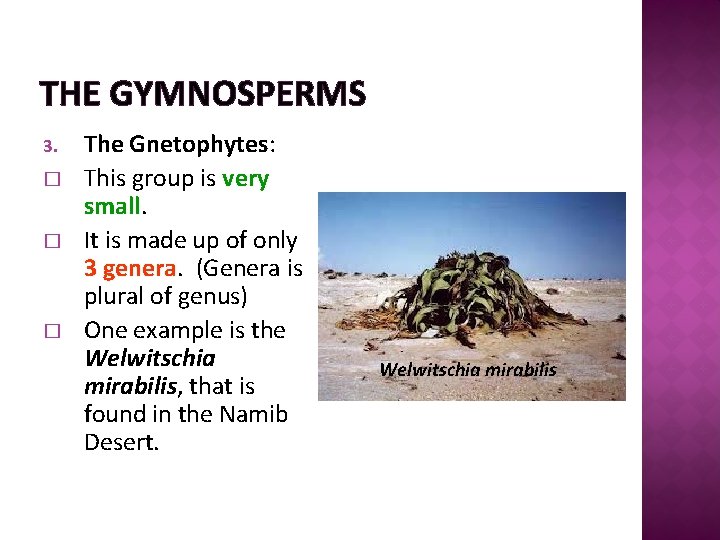 THE GYMNOSPERMS 3. � � � The Gnetophytes: This group is very small. It