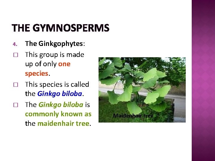 THE GYMNOSPERMS 4. � � � The Ginkgophytes: This group is made up of