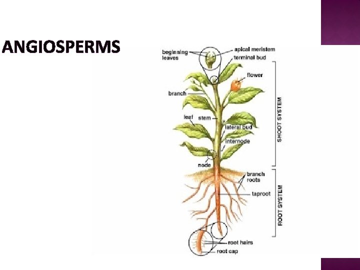 ANGIOSPERMS 