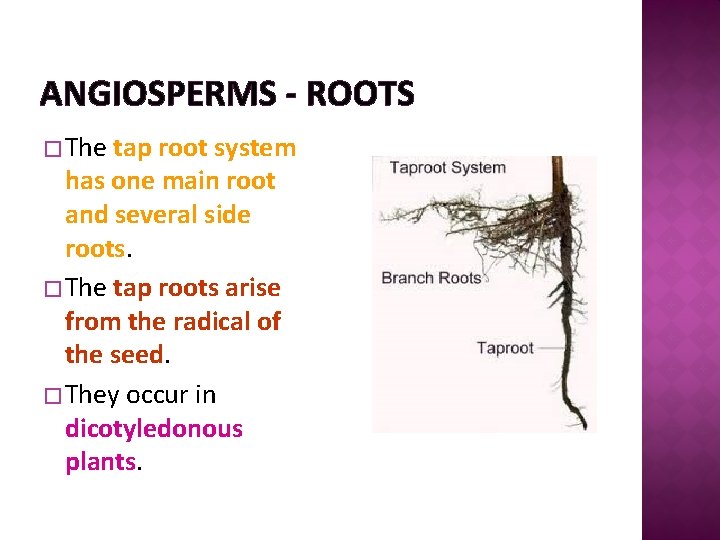 ANGIOSPERMS - ROOTS � The tap root system has one main root and several