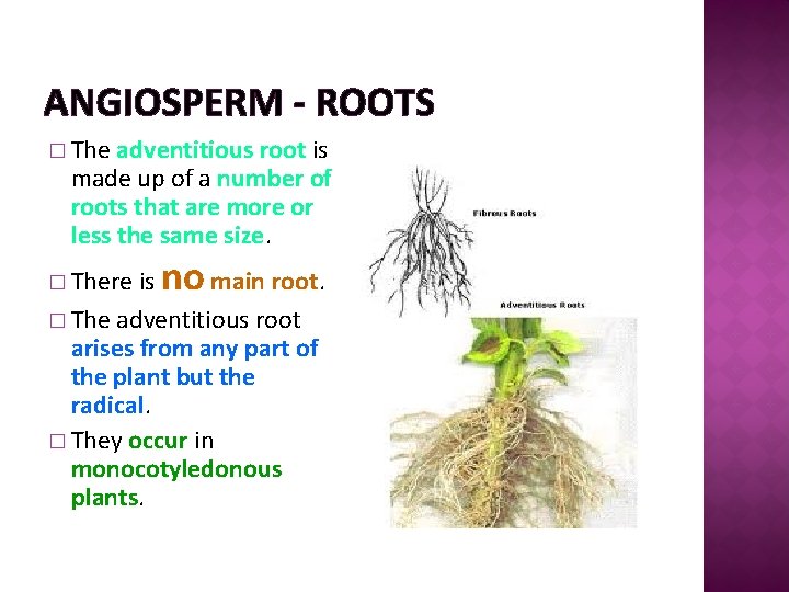 ANGIOSPERM - ROOTS � The adventitious root is made up of a number of