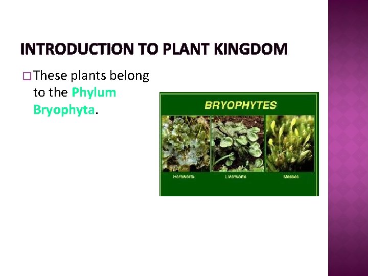 INTRODUCTION TO PLANT KINGDOM � These plants belong to the Phylum Bryophyta. 