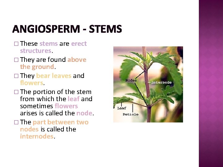 ANGIOSPERM - STEMS � These stems are erect structures. � They are found above