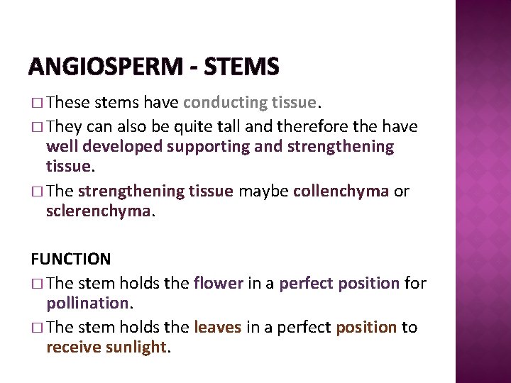 ANGIOSPERM - STEMS � These stems have conducting tissue. � They can also be