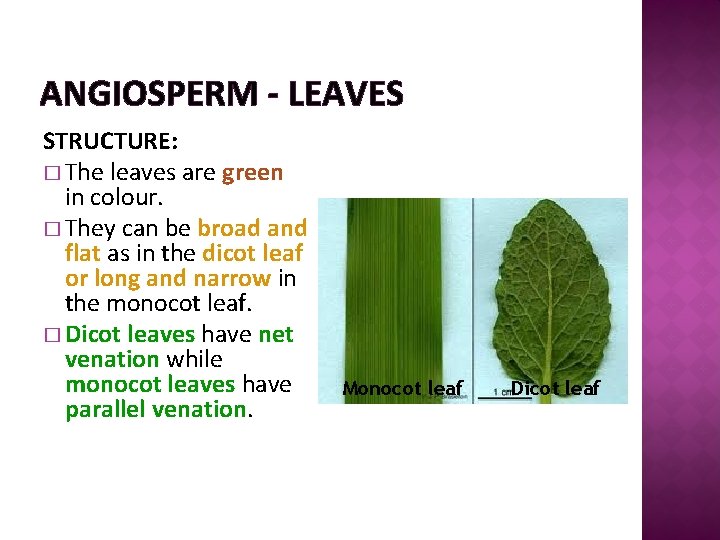 ANGIOSPERM - LEAVES STRUCTURE: � The leaves are green in colour. � They can