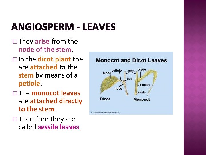 ANGIOSPERM - LEAVES � They arise from the node of the stem. � In