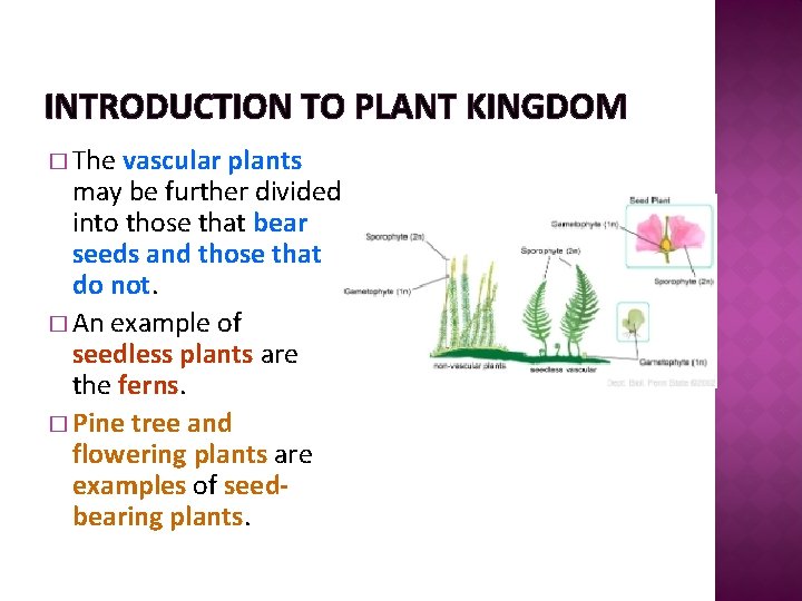 INTRODUCTION TO PLANT KINGDOM � The vascular plants may be further divided into those