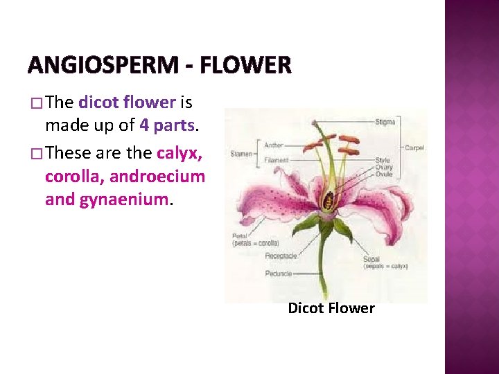 ANGIOSPERM - FLOWER � The dicot flower is made up of 4 parts. �