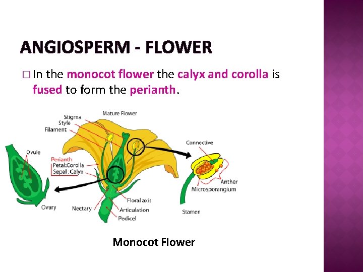 ANGIOSPERM - FLOWER � In the monocot flower the calyx and corolla is fused