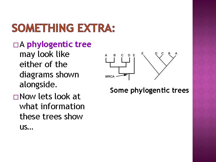 SOMETHING EXTRA: �A phylogentic tree may look like either of the diagrams shown alongside.