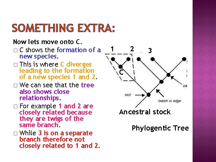 SOMETHING EXTRA: Now lets move onto C. � C shows the formation of a