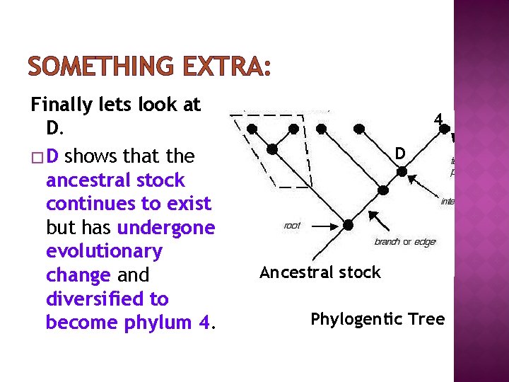 SOMETHING EXTRA: Finally lets look at D. � D shows that the ancestral stock