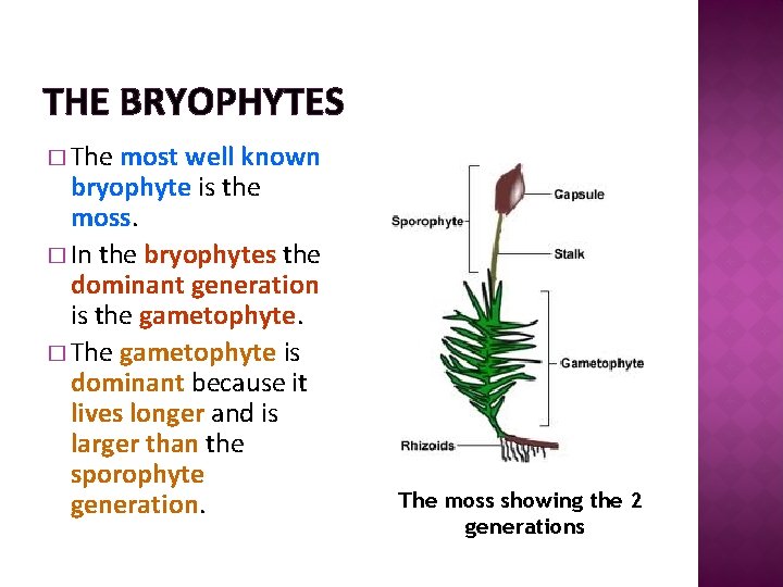 THE BRYOPHYTES � The most well known bryophyte is the moss. � In the