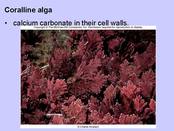 Coralline alga • calcium carbonate in their cell walls. 