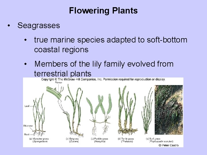Flowering Plants • Seagrasses • true marine species adapted to soft-bottom coastal regions •