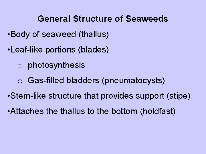 General Structure of Seaweeds • Body of seaweed (thallus) • Leaf-like portions (blades) o