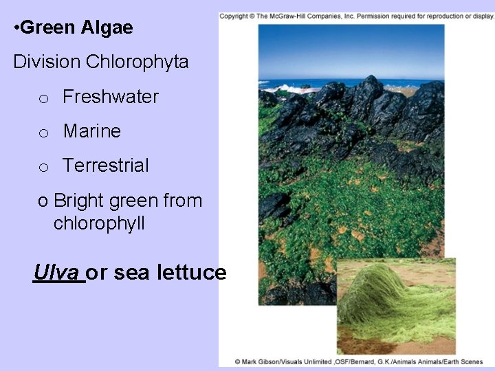  • Green Algae Division Chlorophyta o Freshwater o Marine o Terrestrial o Bright