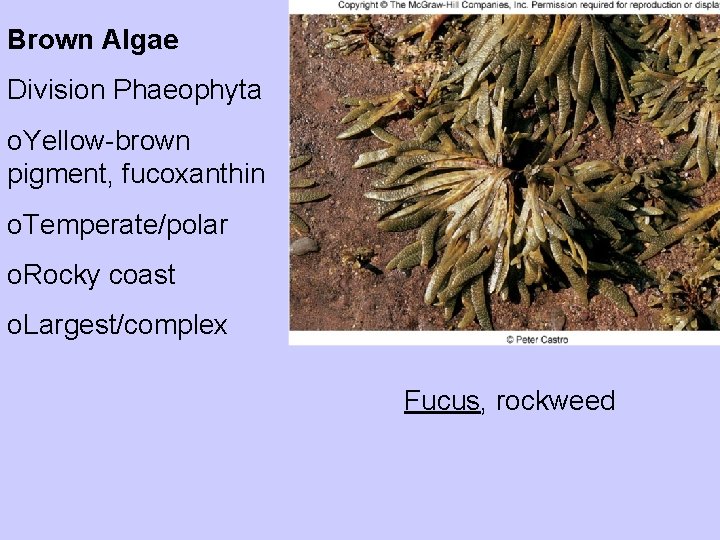Brown Algae Division Phaeophyta o. Yellow-brown pigment, fucoxanthin o. Temperate/polar o. Rocky coast o.