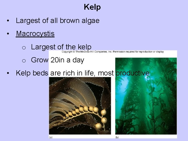 Kelp • Largest of all brown algae • Macrocystis o Largest of the kelp