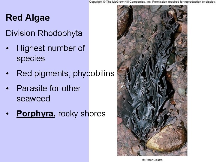 Red Algae Division Rhodophyta • Highest number of species • Red pigments; phycobilins •