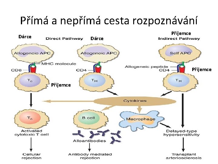 Přímá a nepřímá cesta rozpoznávání Dárce Příjemce 