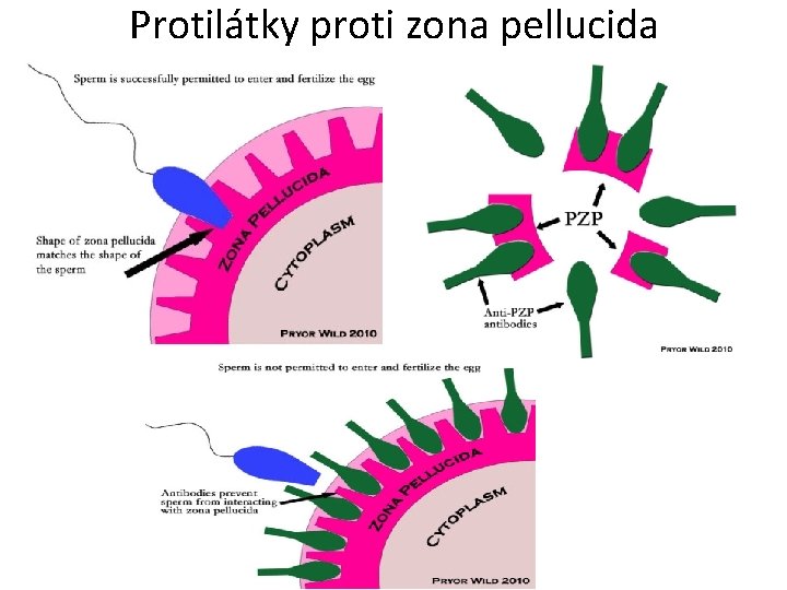 Protilátky proti zona pellucida 