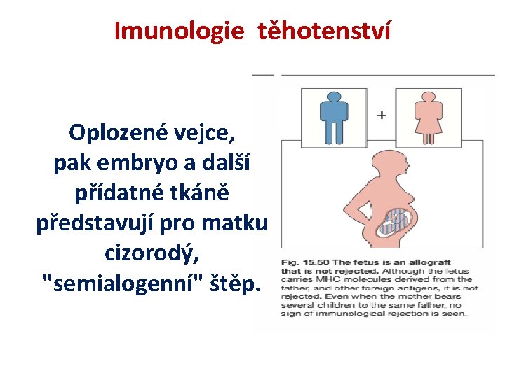 Imunologie těhotenství Oplozené vejce, pak embryo a další přídatné tkáně představují pro matku cizorodý,